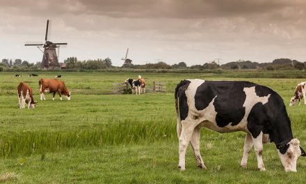 Olanda: Vaca olandeză are probleme!