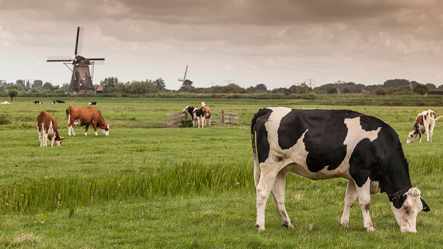 Olanda: Vaca olandeză are probleme!