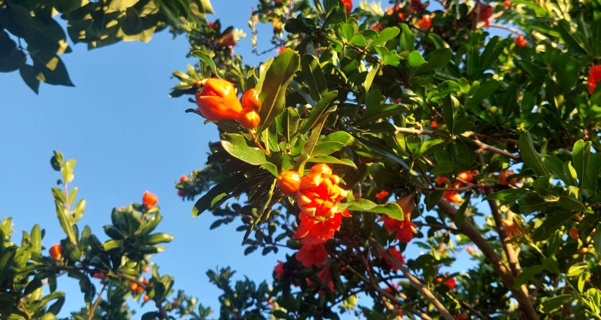 Artiști contemporani