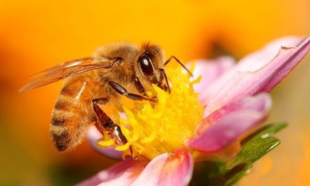 Apicultorilor li s-a interzis să spună că mierea este sănătoasă