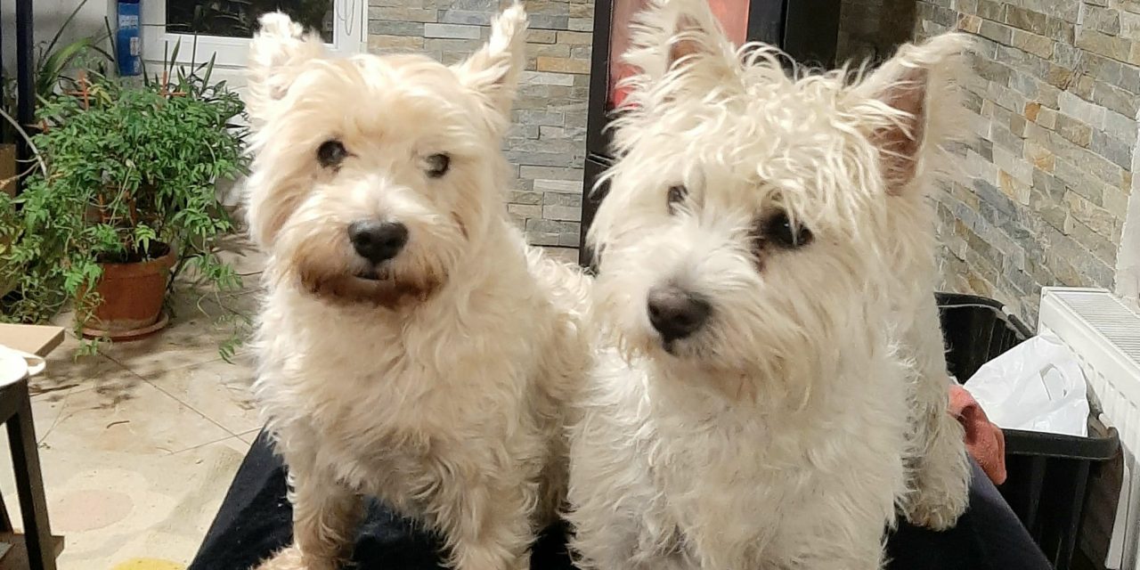 Suflet lângă suflet: Lecția de iubire pe care ne-o predau animalele