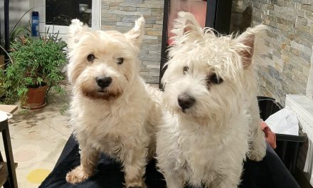 Suflet lângă suflet: Lecția de iubire pe care ne-o predau animalele