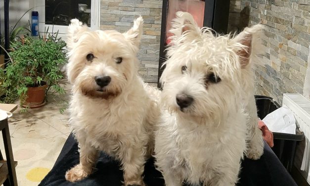 Suflet lângă suflet: Lecția de iubire pe care ne-o predau animalele