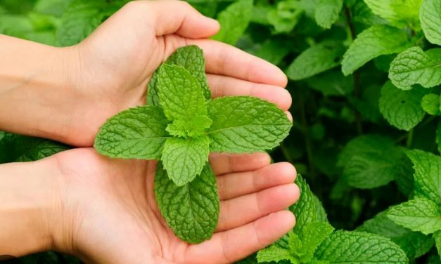 Care este istoria expresiei :”A freca menta”