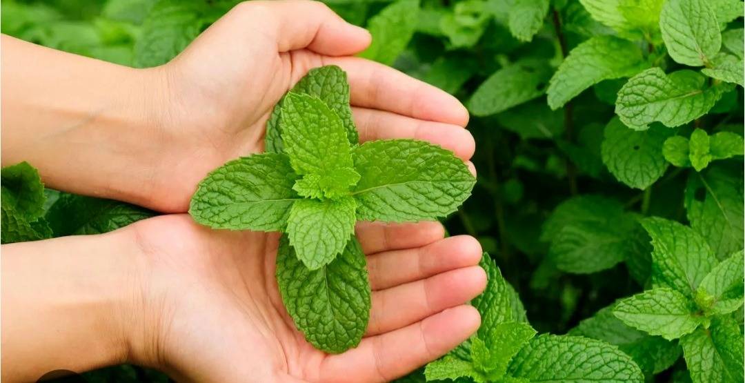 Care este istoria expresiei :”A freca menta”